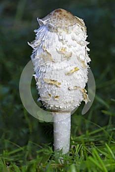 Coprinus comatus, commonly known as the shaggy ink cap, lawyer\'s wig, or shaggy mane