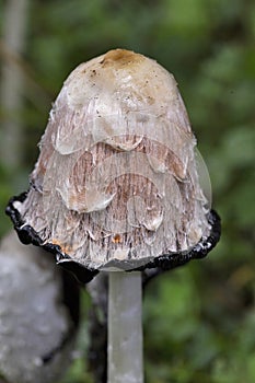 Coprinus comatus, commonly known as the shaggy ink cap, lawyer\'s wig, or shaggy mane