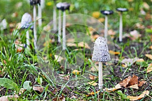 Coprinus comatus, family of white mashrooms, close-up, selective focus