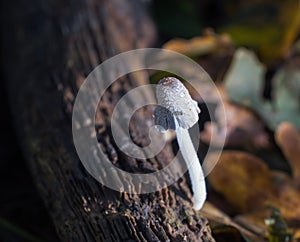 Coprinus comatus fungus commonly known as shaggy ink cap or lawy