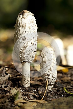 Coprinus comatus