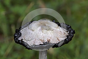 Coprinus comatus. When the inside of the hat turns black, the fungus secretes a black, ink-like liquid filled with spores.