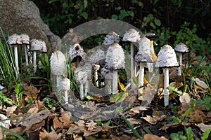 Coprinus comatus, known as shaggy ink cap or shaggy ink cap