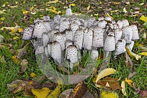 Coprinus comatus muchrum growing on lawn.