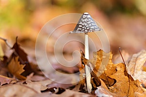 Coprinus comatus mushroom