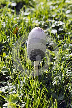 Coprinus comatus mushroom