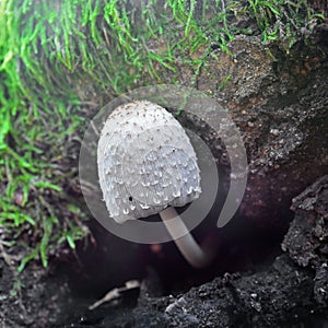 Coprinus comatus mushroom