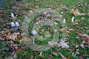 Coprinus comatus mushroom