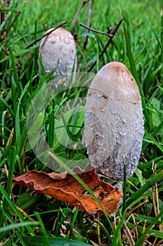 Coprinus Comatus mushrooms