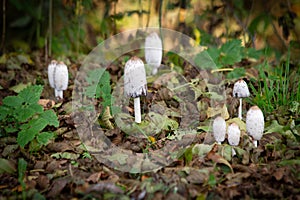 Coprinus comatus mushrooms in the autumn forest