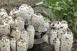 Coprinus comatus mushrooms growing  in the garden. Anti alcoholic mushroom