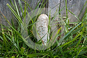 Coprinus comatus, the shaggy ink cap, lawyer`s wig mushroom