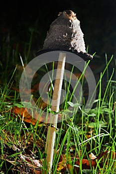 Coprinus comatus, the shaggy ink cap, lawyer\'s wig, or shaggy mane.