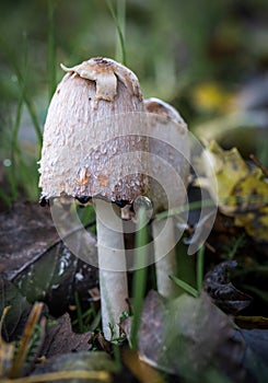 Coprinus comatus (Shaggy Ink Cap) Mushroom