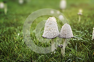 Coprinus comatus Shaggy ink cap mushrooms in grass.