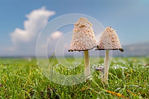 Coprinus comatus Shaggy ink cap mushrooms in grass.