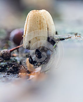 Coprinus comatus, shaggy ink cap non edible mushroom growing under wood plank. Plant nature background