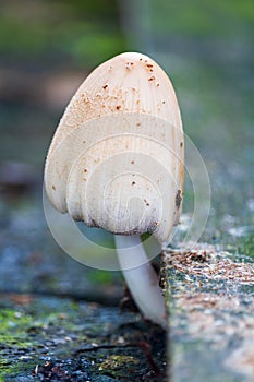 Coprinus comatus, shaggy ink cap non edible mushroom growing under wood plank. Plant nature background