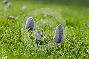 Coprinus comatus shaggy ink cap white gray mushroom growing in the lawn in the park, autumnal season