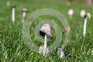 Coprinus comatus shaggy ink cap white gray mushroom growing in the lawn in the park, autumnal season