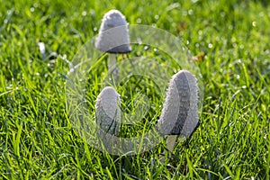 Coprinus comatus shaggy ink cap white gray mushroom growing in the lawn in the park, autumnal season