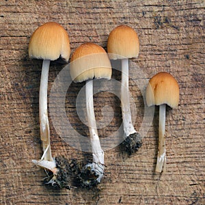 Coprinus saccharinus mushroom