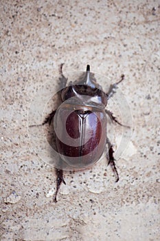 Copris lunaris, the rhinoceros beetle 2