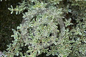 Coprosma kirkii variegata colorful foliage