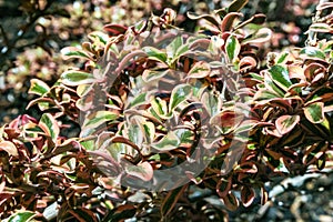 Coprosma repens - herbaceous ornamental plant in a flowerbed in Avalon on Catalina Island in the Pacific Ocean, California