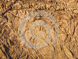 Cops wheat, corn, rye, oats destroyed after rain Wheat, corn, rye, oats  partly lying down in field after heavy rain. Aerial photo photo