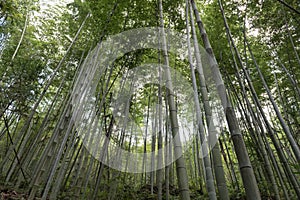 Copse of bamboo in forest