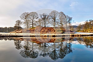 Copse Of Bare Deciduous Trees In Winter