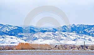 Copse of Bare Trees with a Red Color