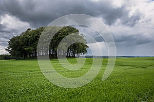 A copse in a barley field under storm clouds in summer