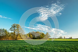 A copse behind a meadow and white clouds on a blue sky