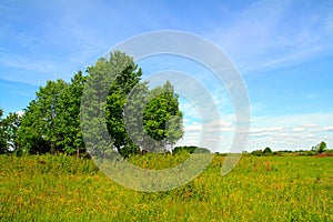 Copse on field