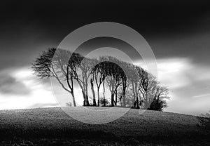 The Copse at Garngoch Common