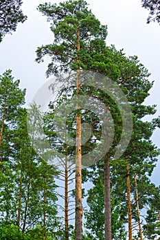 Copse of green trees