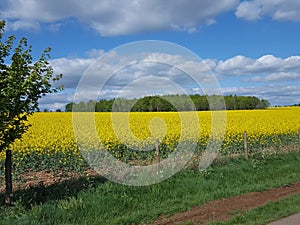 Copse of green on yellow