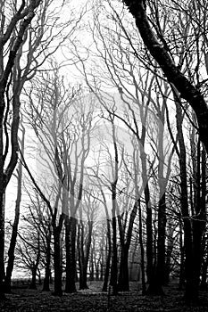 Copse In Mist - Scotland