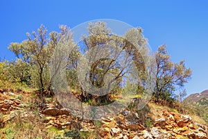 Copse of olive trees in mountains on sunny day