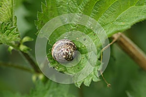 A Copse Snail,  Arianta arbustorum, resting on a stinging nettle leaf in the wild in the UK.