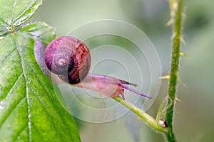 Copse Snail Arianta arbustorum on vegetation in transit looking for better and safer feeding