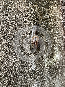 Copse snail on concrete wall