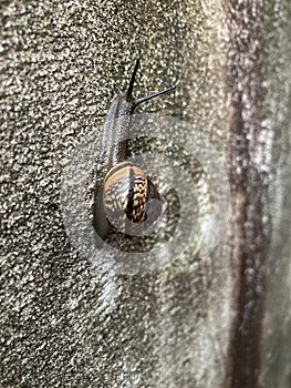 Copse snail on concrete wall