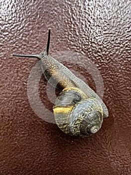 Copse snail on door after rain