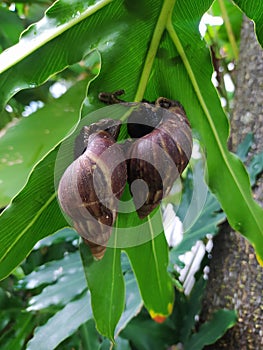 Copse snail gliding on the plant in the garden. Macro, close-up. Copse snail & x28;Arianta arbustorum& x29;