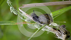 Copse snail on grass in field