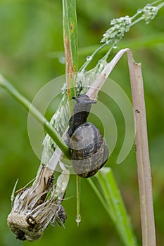 Copse snail on grass in field after rain