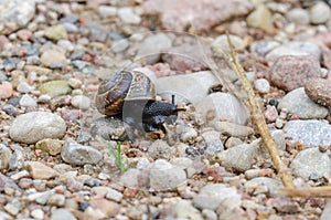 Copse snail on gravel walkpath